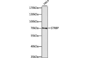Western blot analysis of extracts of HeLa cells, using STRBP antibody (ABIN7270523) at 1:1000 dilution. (STRBP antibody  (AA 40-190))