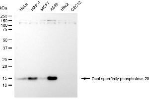 Western blotting analysis using dual specificity phosphatase 23 antibody (ABIN7798390).
