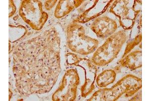 IHC image of ABIN7171189 diluted at 1:1200 and staining in paraffin-embedded human kidney tissue performed on a Leica BondTM system. (Syndecan 1 antibody  (AA 23-254))