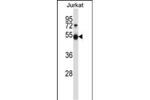 Mouse Pim1 Antibody (C-term) (ABIN657998 and ABIN2846943) western blot analysis in Jurkat cell line lysates (35 μg/lane). (PIM1 antibody  (C-Term))