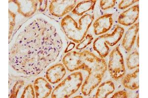 IHC image of ABIN7144860 diluted at 1:600 and staining in paraffin-embedded human kidney tissue performed on a Leica BondTM system. (ATP5L antibody  (AA 2-103))