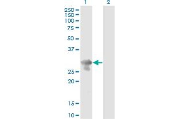 PCGF5 antibody  (AA 51-148)