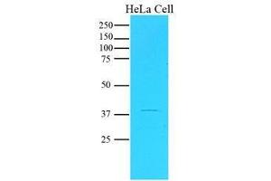 Cell lysates of HeLa(20 ug) were resolved by SDS-PAGE, transferred to nitrocellulose membrane and probed with anti-human Maspin (1:1000). (SERPINB5 antibody  (AA 1-375))