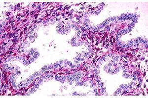Image no. 1 for anti-Relaxin/insulin-Like Family Peptide Receptor 1 (RXFP1) (C-Term) antibody (ABIN1049304) (RXFP1 antibody  (C-Term))
