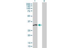 Western Blot analysis of FMO5 expression in transfected 293T cell line by FMO5 MaxPab polyclonal antibody. (FMO5 antibody  (AA 1-285))