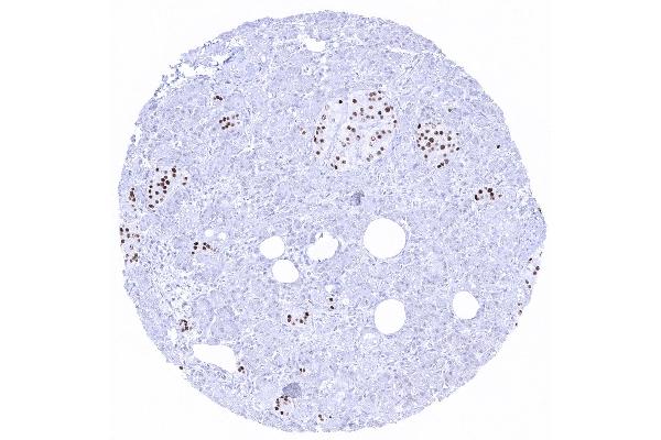 Recombinant INSM1 anticorps  (AA 81-125)