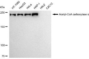 Western blotting analysis using Acetyl-CoA carboxylase alpha antibody (ABIN7797444).