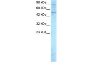 Western Blotting (WB) image for anti-SMAD, Mothers Against DPP Homolog 5 (SMAD5) antibody (ABIN2460351) (SMAD5 antibody)