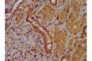 IHC image of ABIN7170211 diluted at 1:400 and staining in paraffin-embedded human kidney tissue performed on a Leica BondTM system.