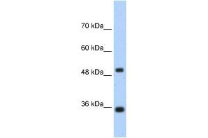 WB Suggested Anti-FBP1 Antibody  Titration: 1. (FBP1 antibody  (N-Term))