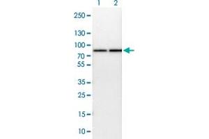 Western blot analysis of Lane 1: NIH-3T3 cell lysate (Mouse embryonic fibroblast cells) Lane 2: NBT-II cell lysate (Rat Wistar bladder tumour cells) with HSPA9 polyclonal antibody  at 1:100-1:250 dilution. (HSPA9 antibody)