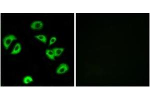 Immunofluorescence analysis of A549 cells, using LILRB4 Antibody. (LILRB4 antibody  (AA 201-250))