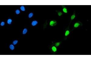IF analysis of Geminin/GMNN using anti-Geminin/GMNN antibody (ABIN7600598).