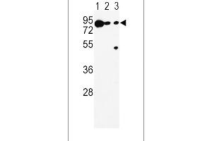 Western blot analysis of DCT Antibody in K562(lane 1), A375(lane 2), Ramos(lane 3) cell line lysates (35ug/lane)