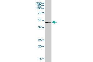 PAX6 MaxPab polyclonal antibody. (PAX6 antibody  (AA 1-422))