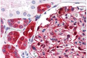 Human Kidney (formalin-fixed, paraffin-embedded) stained with NQO1 antibody ABIN364280 at 1:100 followed by biotinylated anti-mouse IgG secondary antibody ABIN481714, alkaline phosphatase-streptavidin and chromogen. (NQO1 antibody)