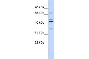 WB Suggested Anti-DPF2 Antibody Titration:  0. (DPF2 antibody  (Middle Region))