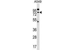 ZN Antibody (N-term) (ABIN1539672 and ABIN2849806) western blot analysis in A549 cell line lysates (35 μg/lane). (ZNF480 antibody  (N-Term))