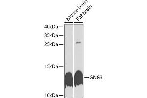 Western blot analysis of extracts of various cell lines, using GNG3 antibody (ABIN6129391, ABIN6141238, ABIN6141239 and ABIN6225122) at 1:1000 dilution. (GNG3 antibody  (AA 1-75))