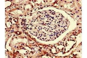 Immunohistochemistry of paraffin-embedded human kidney tissue using ABIN7167488 at dilution of 1:100