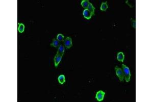Immunofluorescent analysis of HepG2 cells using ABIN7151414 at dilution of 1:100 and Alexa Fluor 488-congugated AffiniPure Goat Anti-Rabbit IgG(H+L) (EFCAB7 antibody  (AA 1-158))