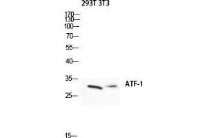 Western Blot (WB) analysis of 293T 3T3 lysis using ATF-1 antibody. (AFT1 antibody  (Ser157))