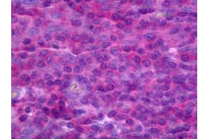 Anti-TNFRSF18 antibody IHC of human tonsil. (TNFRSF18 antibody  (AA 26-115))