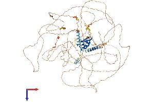 AlphaFold protein structure predicition of Human Recombinant RNF111 Protein, UniprotID Q6ZNA4 (RNF111 Protein (AA 1-994) (His tag))