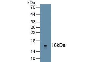 Western Blotting (WB) image for anti-Nuclear Receptor Subfamily 4, Group A, Member 1 (NR4A1) (AA 264-352) antibody (ABIN7435679)