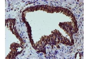 Image no. 1 for anti-Protein Disulfide Isomerase Family A, Member 4 (PDIA4) antibody (ABIN1500110) (PDIA4 antibody)