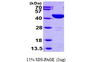 SDS-PAGE (SDS) image for Glutamic-Oxaloacetic Transaminase 1, Soluble (Aspartate Aminotransferase 1) (GOT1) (AA 1-413) protein (His tag) (ABIN667024) (GOT1 Protein (AA 1-413) (His tag))