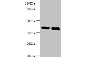 Western blot All lanes: NHLRC1 antibody at 3. (NHLRC1 antibody  (AA 1-280))