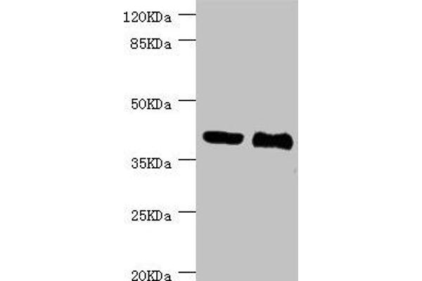 NHLRC1 anticorps  (AA 1-280)
