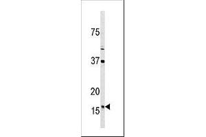 Image no. 1 for anti-Thioredoxin 2 (TXN2) (C-Term) antibody (ABIN356856) (TXN2 antibody  (C-Term))