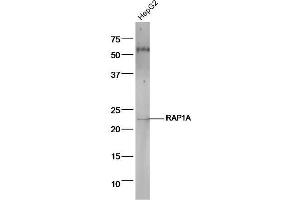HepG2 cell lysates probed with Anti-RAP1A Polyclonal Antibody, Unconjugated  at 1:5000 90min in 37˚C (RAP1A antibody  (AA 101-184))