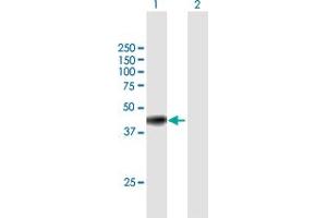 Western Blot analysis of GNAI3 expression in transfected 293T cell line by GNAI3 MaxPab polyclonal antibody. (GNAI3 antibody  (AA 1-354))