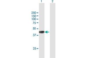 GNAI3 antibody  (AA 1-354)