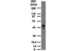 Western blot testing of human spleen lysate with CD63 antibody at 2 ug/ml.