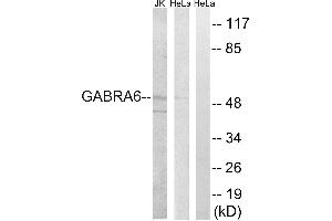 Western blot analysis of extracts from HeLa cells and Jurkat cells, using GABRA6 antibody. (GABRA6 antibody  (Internal Region))