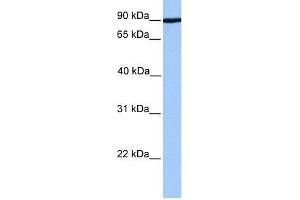 Human 721_B; WB Suggested Anti-ADAM2 Antibody Titration: 0.