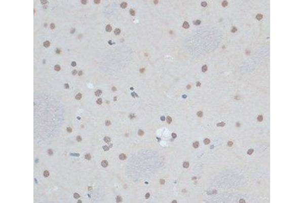 ZNF433 antibody