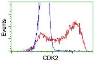 HEK293T cells transfected with either RC200494 overexpress plasmid (Red) or empty vector control plasmid (Blue) were immunostained by anti-CDK2 antibody (ABIN2454567), and then analyzed by flow cytometry. (CDK2 antibody)