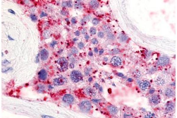 LPAR5 antibody  (Extracellular Domain)