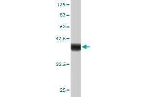 Western Blot detection against Immunogen (36. (FOXM1 antibody  (AA 702-801))