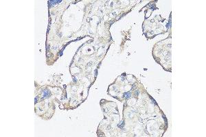Immunohistochemistry of paraffin-embedded human placenta using CASP3 antibody. (Caspase 3 antibody  (AA 55-160))