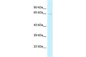 WB Suggested Anti-Trmt5 Antibody   Titration: 1. (TRMT5 antibody  (C-Term))