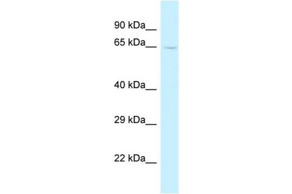 TRMT5 antibody  (C-Term)