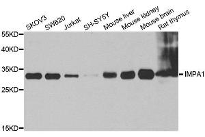 Western blot analysis of extracts of various cell lines, using IMPA1 antibody. (IMPA1 antibody)