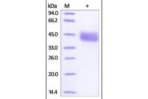 Human IgG3 Fc, Tag Free on SDS-PAGE under reducing (R) condition. (HEK-293 Cells IgG3 Isotype Control)