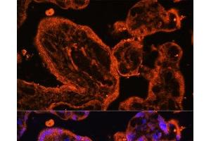 Immunofluorescence analysis of Human placenta cells using LDB3 Polyclonal Antibody at dilution of 1:100. (LIM Domain Binding 3 Protein antibody)
